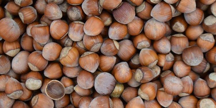 Fındıktan kötü haber! Düşüş yaşandı