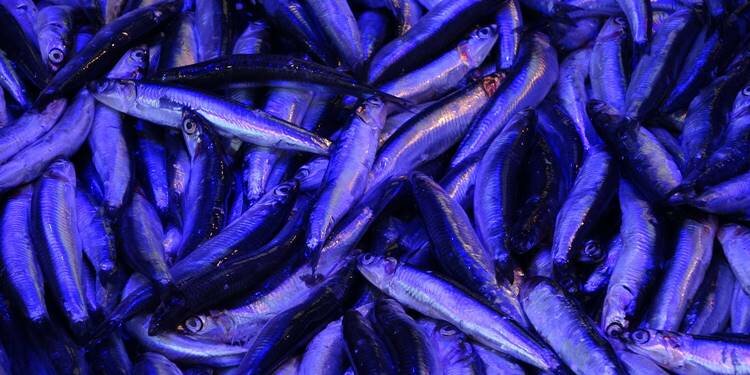 Trabzon'da hamsi tezgaha indi! İşte fiyatı