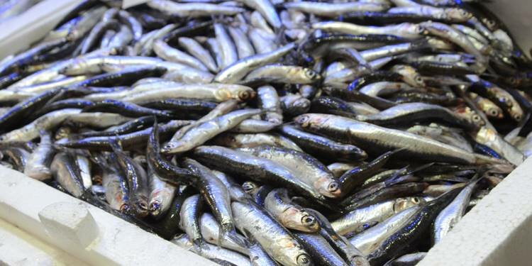 Hamsi, tezgaha girdi! İşte hamsi fiyatları;