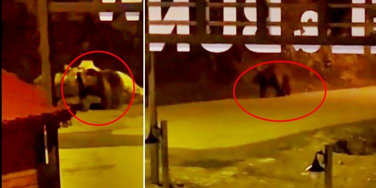 Kış uykusundan uyandı, Uzungöl'e indi!