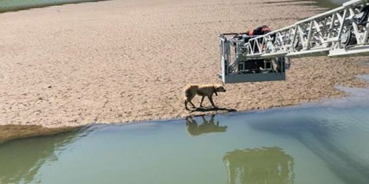 Trabzon'da mahsur kalan köpek kurtarıldı!