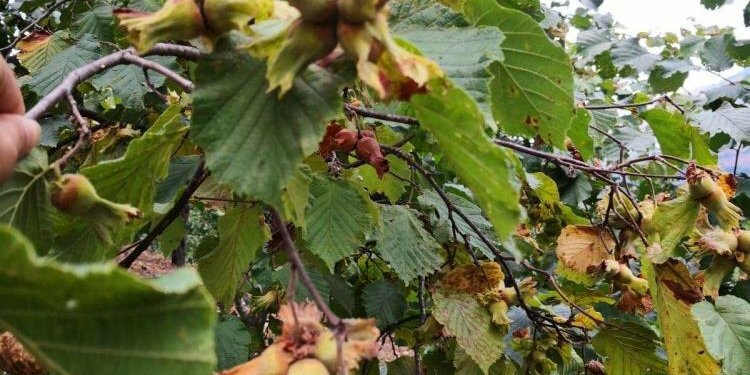 Trabzon’da fındık toplama tarihleri belli oldu