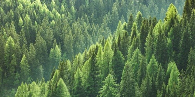 D. Karadeniz ilinde ormanlara giriş yasaklandı