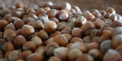 Fındık için sevindiren gelişme! Avrupa'dan fındığa...