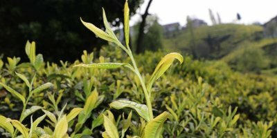 Çay yevmiyesi tavan yaptı!